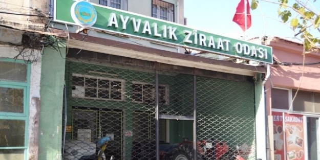 Ayvalık Ziraat Odasında Delege Seçimi Heyecanı