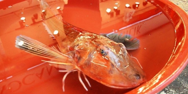 Kırmızı Kırlangıç Oltaya Geldi