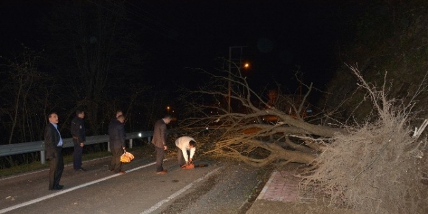 Fırtına Ağaç Devirdi, Karayolu Kapandı