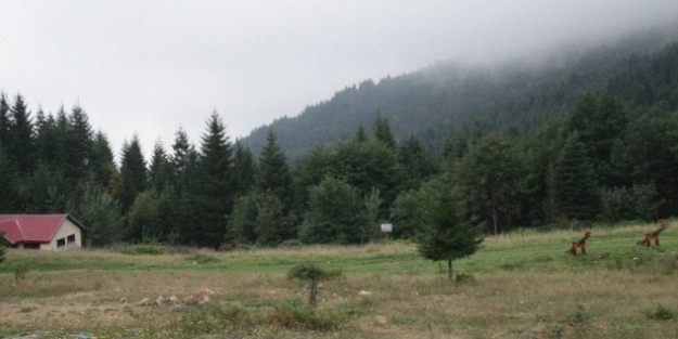 Ordu’da 74 Kişiye Ağaç Kesme  Cezası