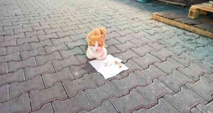 Her akşam aynı yere geliyor! Sokak kedisi mama parasını kendi kazanıyor