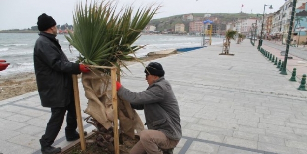 Marmaraereğlisi Belediyesi Palmiyeleri Soğuktan Koruyor