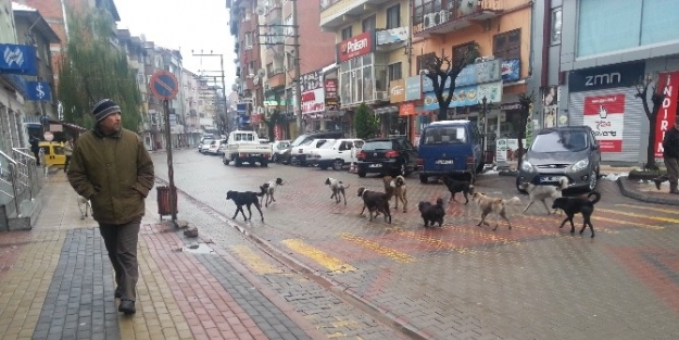 Bu Da Köpek Çetesi