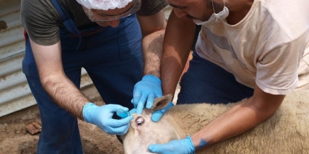 Keşan’da 8 Bin 560 Hayvana Brucella Aşısı Yapıldı