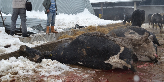 Ahır çöktü! 8 sığır telef oldu