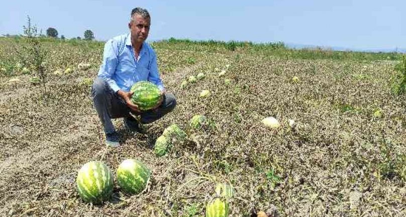 Bursa'da karpuz tarlada 80 kuruşa düştü! Tezgahta 4-5 lira