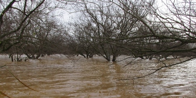 Menderes Taştı, Aydın Ovası Göle Döndü