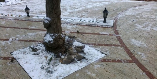 Tekirdağ’da Ak Partililer Aç Kalan Kuşları Unutmadı