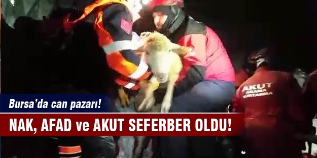 Bursa'da koyun kurtarma seferberliği