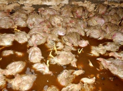 22 bin tavuk telef oldu