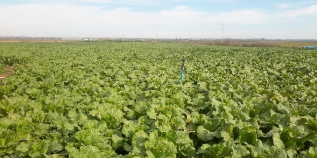 Sarıçam’da Çin Lahanası Yetiştiriliyor