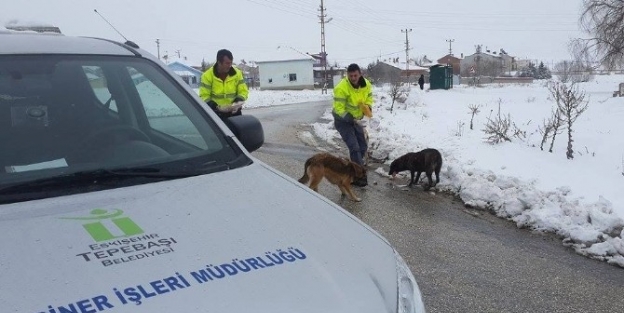 Sokak Hayvanları İçin Tepebaşı’ndan Özel Ekip