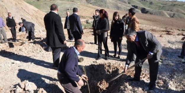 Tut İlçesinde İkince Etap Dut Fidanı Dikimi Gerçekleştirildi