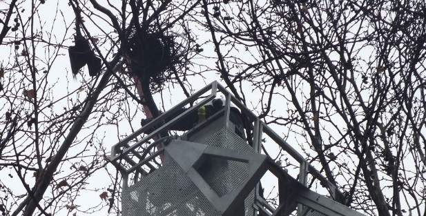 Ayağına İp Dolanan Kargaya Kurtarma Operasyonu