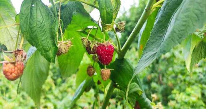 Ahududu bu yıl Bursalı üreticinin yüzünü güldürdü