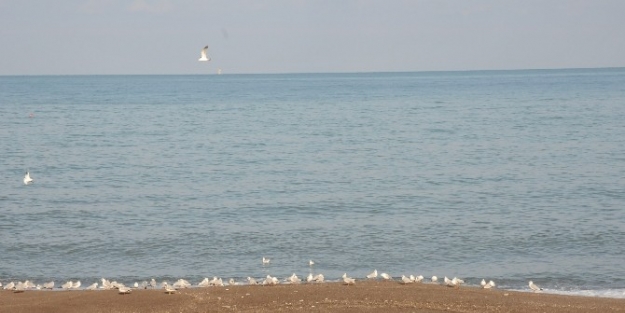 Martılar Kış Gününde Sahilde Güneşin Tadını Çikartiyor