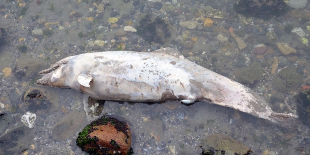 Bursa'da üzen görüntü!