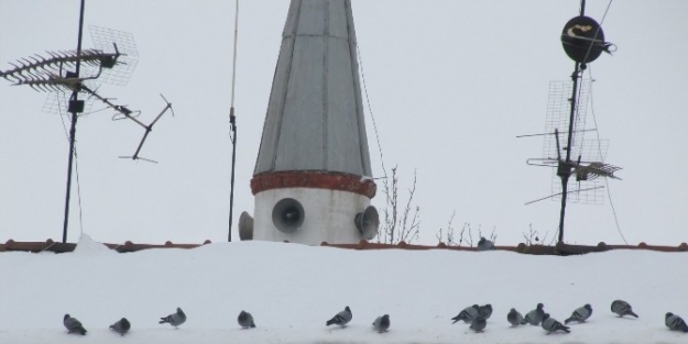 Güvercinlerin Karda Yem Beklentisi