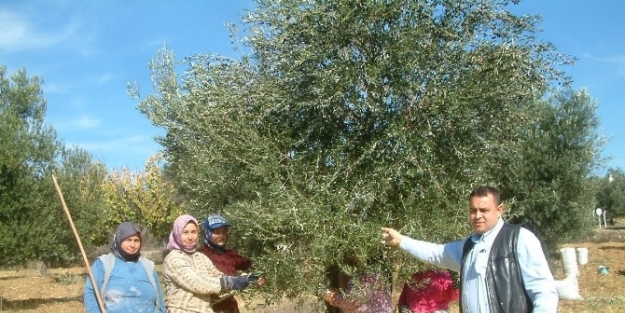 Kar Yağışı Zeytin Hasadını Engelledi