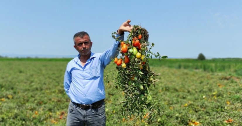 Bursa'da binlerce dönüm domates hasat edilmeden kurudu!