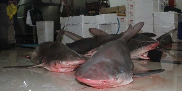 Akdeniz’de Dev Köpek Balıkları Yakalandı