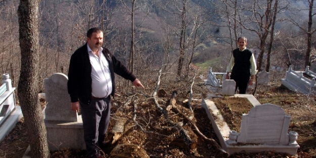 Ayı ceset kaçırdı