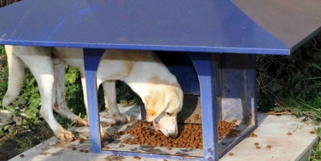 Sokak Hayvanları Aç Kalmıyor