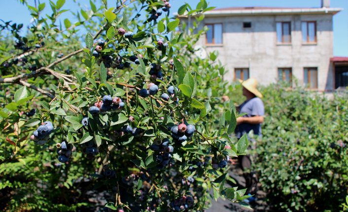 Çay bahçesine mavi yemiş dikti, yılda 300 bin TL kazanıyor