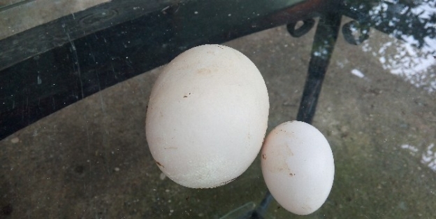 (özel Haber) Dev Tavuk Yumurtası Görenleri Şaşirtti