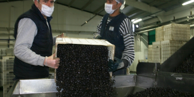 Zeytin üreticilerine borç müjdesi