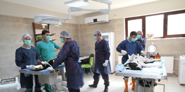 Büyükşehir, 15 Bin 42 Sokak Hayvanına Sahip Çikti