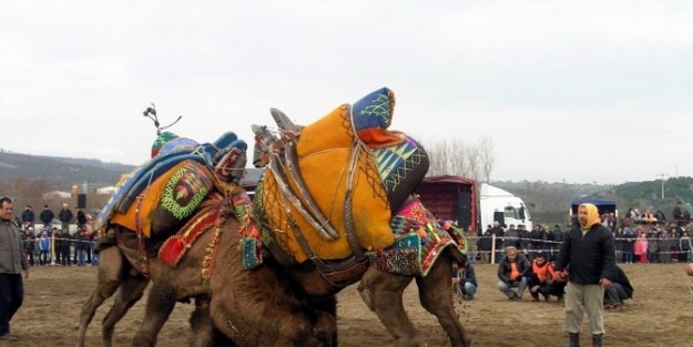 Sarıköy’de 5. Geleneksel Deve Güreşleri Heyecanı
