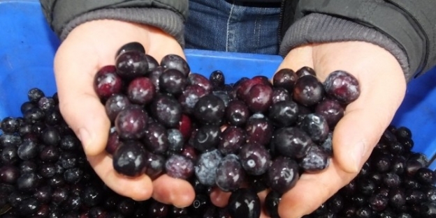 Burhaniye De Salamuralık Zeytin Alımı Sona Erdi