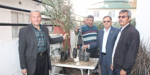 Kumluca Ziraat Odası Zeytin Ve Ceviz Fidanı Dağıttı