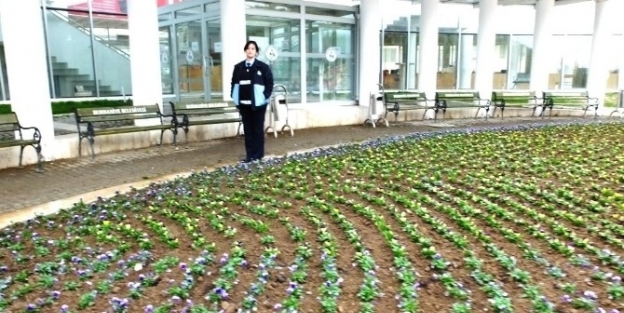 Burhaniye’ De Süs Havuzu Çiçeklik Oldu