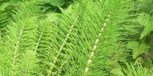 Silisyum Eksikliğinizi Kırkkilit Otu İle Tamamlayın