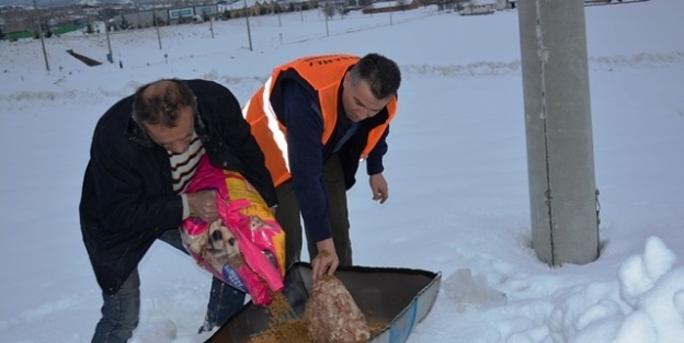 Tavşanlı Belediyesi’nden Sokak Hayvanlarına Yiyecek