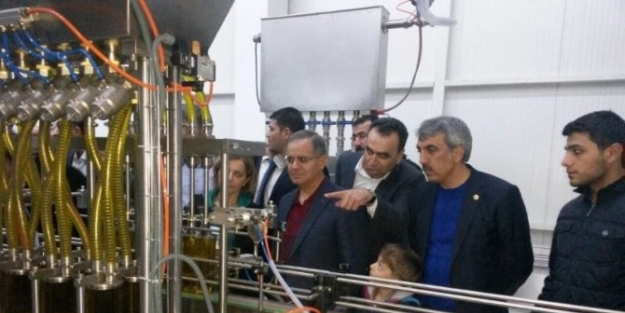 Vali Süleyman Tapsız Zeytinyağı İşleme Tesisini İnceledi