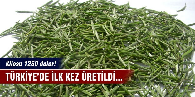 Türkiye'de ilk kez yetiştirildi