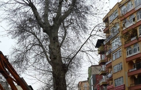 Asırlık Çinar Ağaçları Bakımdan Geçti
