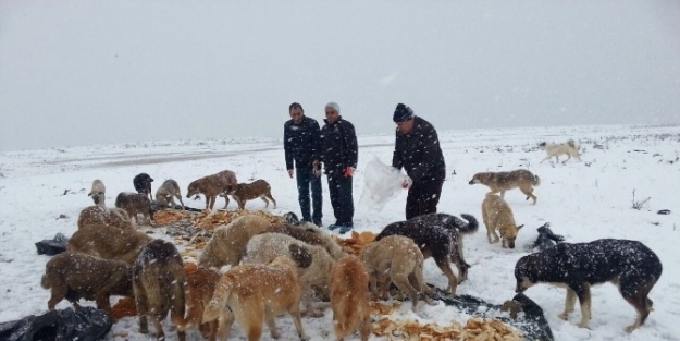 Gebze’de, Sokak Hayvanları Unutulmadı