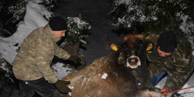 Karda Mahsur Kalanlar Hayvanlar Kurtarıldı