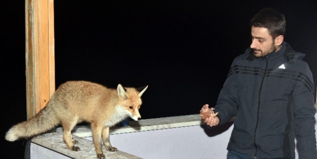 Tilkiden Dost Olur’muş