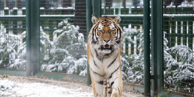 Sibirya soğukları onları mutlu etti