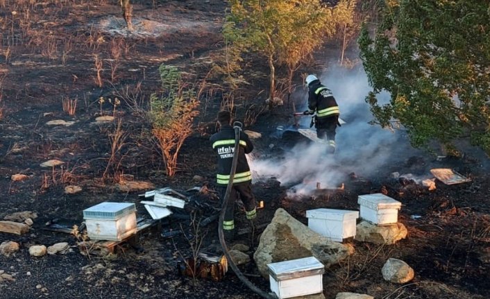 Tekirdağda binlerce arı diri diri yandı: 15 yıllık emek kül oldu