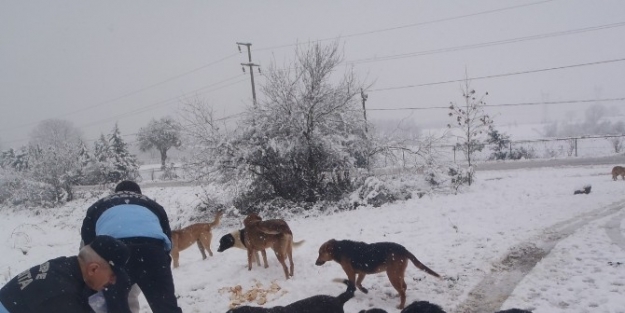 Kartepe Zabıtası Sahipsiz Sokak Hayvanlarını Unutmadı