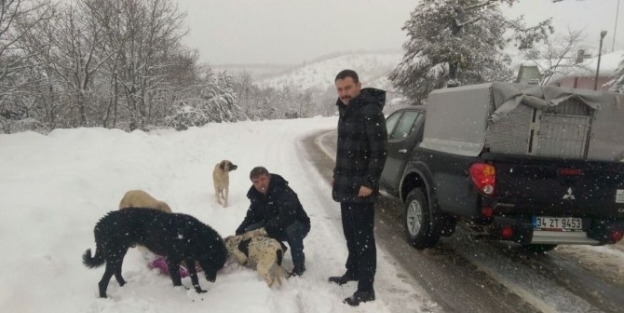 Büyükşehir Sokak Hayvanlarını Aç Bırakmadı