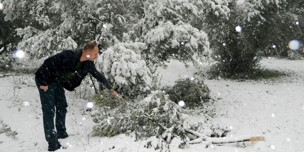 Bursa'da kar zeytini vurdu