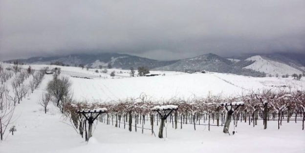 Manisa’da Üreticilere Don Uyarısı