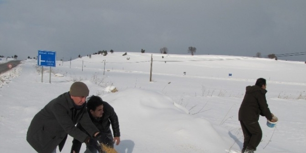 Hisarcık’ta Kuşlar İçin Doğaya Yem Bırakıldı